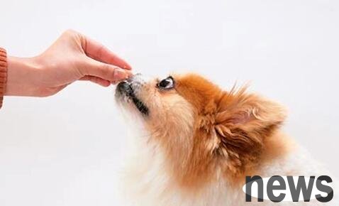 Dog deworming is common misconception, and beginners are very likely to explode