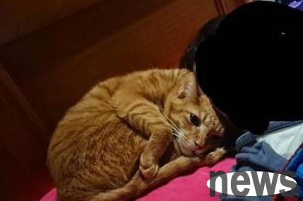 The cat slave took the quilt to wash, and the orange cat was about to cry when he found out: weak, pitiful, helpless