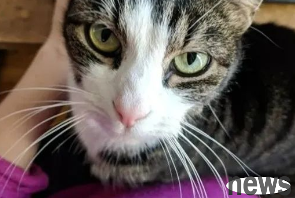 After a netizen bought a house, he was given a cat by the former owner. The hidden feelings behind it are touching!
