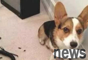 5 main manifestations of dog spoiling, you must not be spoiled
