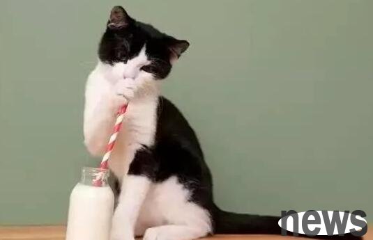 A cat was punished for stealing milk. In order to avoid the owner s scolding, he escaped by acting cute.
