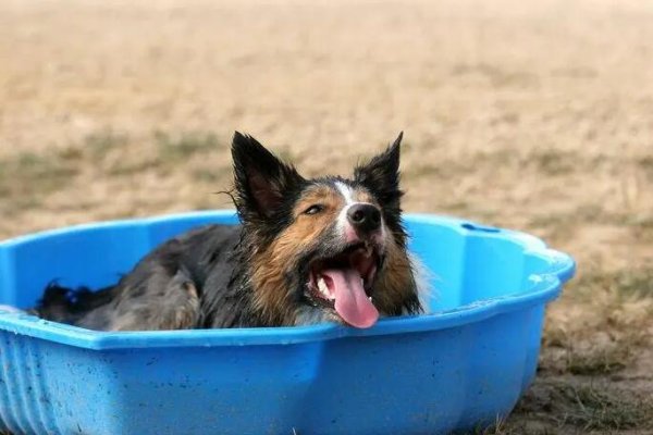 How to prevent dogs from being registered? Never take it seriously. If it is serious, it is very likely to kill the dog.