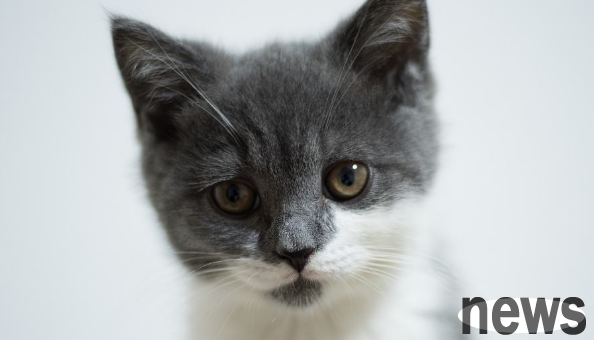 The stray cat mother took away three kittens and abandoned one. The reason behind it is heartbreaking