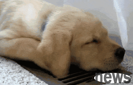 Reduce the temperature of the dog to turn on the air conditioner very low? Don t let your ignorance harm the dog