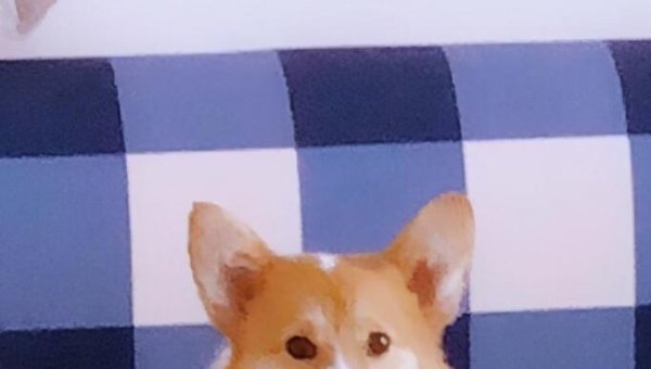 The little Corgi from a pet owner has liked to play with cat sticks since he was a child. The owner: I suspect I have a fake dog