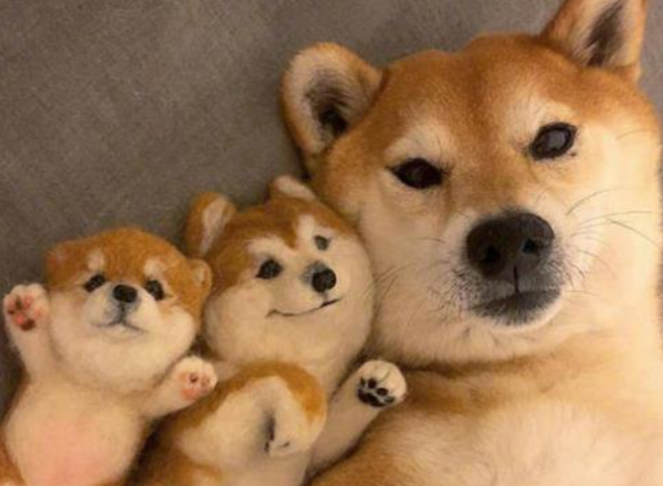 Do you know the harm that dogs will bring about too fat?