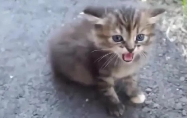 It turns out that cats hate kissing their heads so much, especially small cats? !