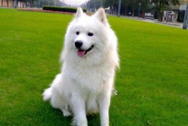 If you want your dog to live for a long time, pay attention to these points, otherwise it will reduce the lifespan of your dog