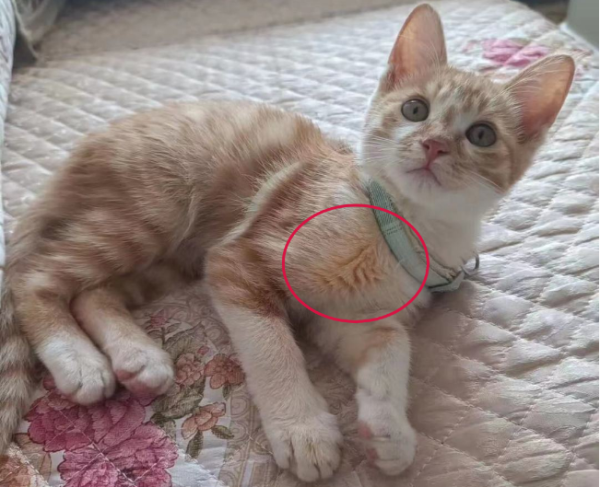 The pet cat ran away from home late at night. The girl from Guyuan found her the next day, but she almost couldn t come back...