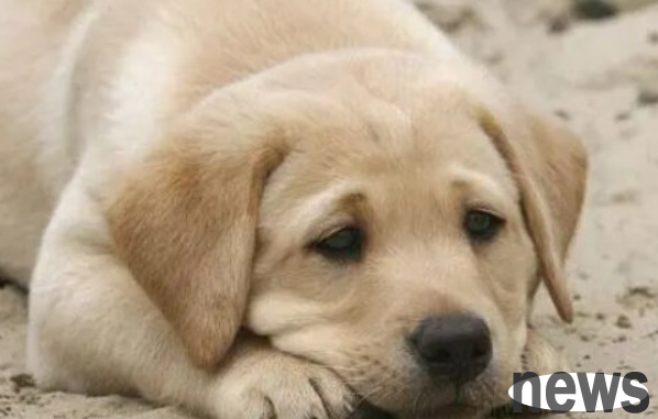 What are the symptoms of poor stomach intestines of dogs? Come and have a look