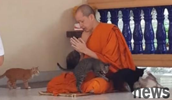 4 stray kittens interfered with the monk chanting scriptures, and the scene was chaotic! But the monk s heart is calm