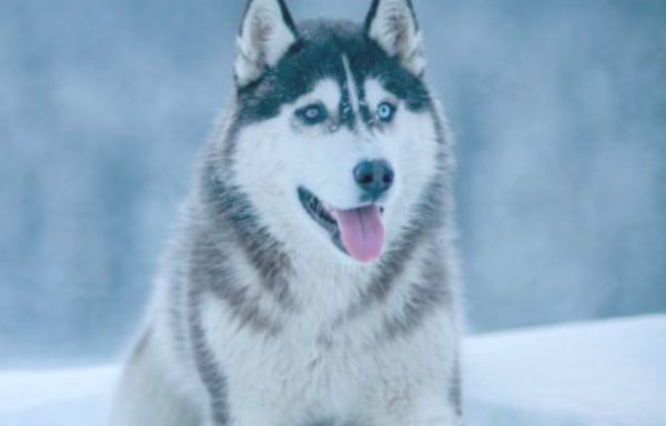 How to take care of puppies in winter