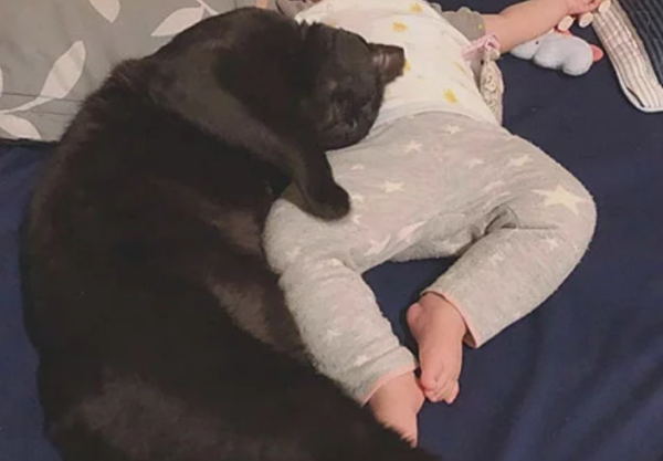 The owner coaxed the baby for a long time and still cried. The cat couldn t bear to help, so he easily got it done.