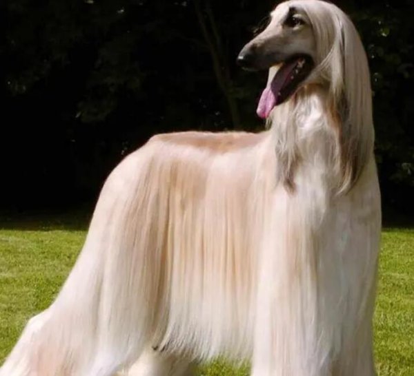 What kind of dog is it? Come and have a look