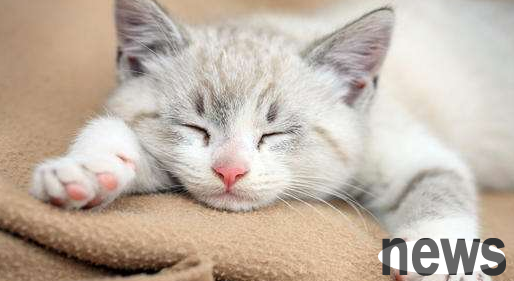 The cute pet is here and the little cat is bullied by the owner. The tears in his eyes make people soften instantly. Netizens owe you a movie emperor