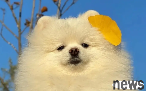 How can you let the dog give in immediately after being bitten by a dog? Can t use sticks