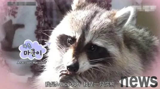 A complete collection of raccoon cats | How about raising a raccoon as a pet? Check out the photos of foreign netizens