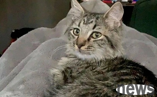 The stray cat relies on its own courage and finally got the cat owner to live a good life