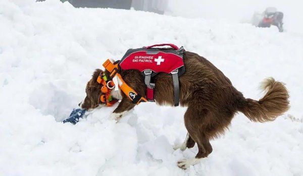Avalanche rescue dog that is more sensitive than instruments: 2011, I m here to save you!