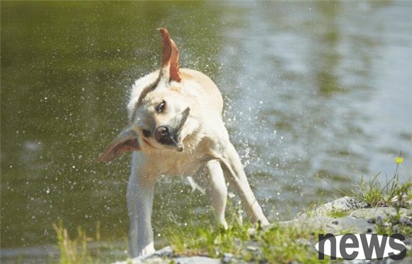 Will dog ear mites become better by themselves? This article answers you