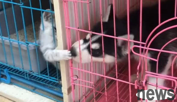 Husky and the cat fought through the cage. The guy laughed after seeing it. Netizens: Erha s stupidity can be contagious.