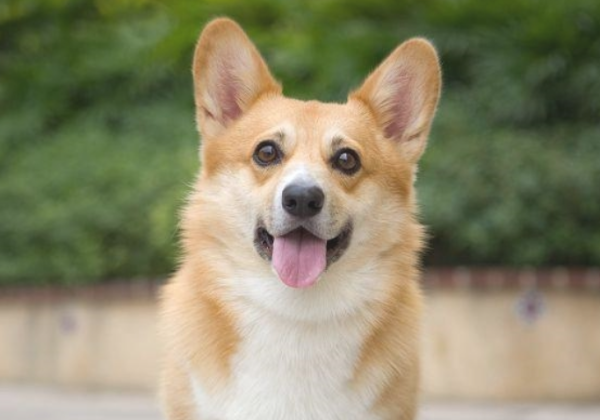 Dogs have these kinds of personal behaviors, and they miss you