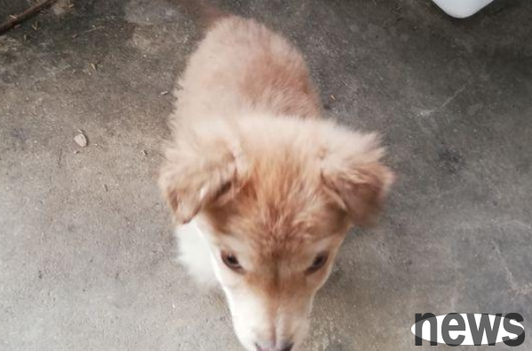 When walking the cat and dog, passers-by pointed at a sack and asked if you need to adopt a stray dog. The girl regretted it after seeing it.
