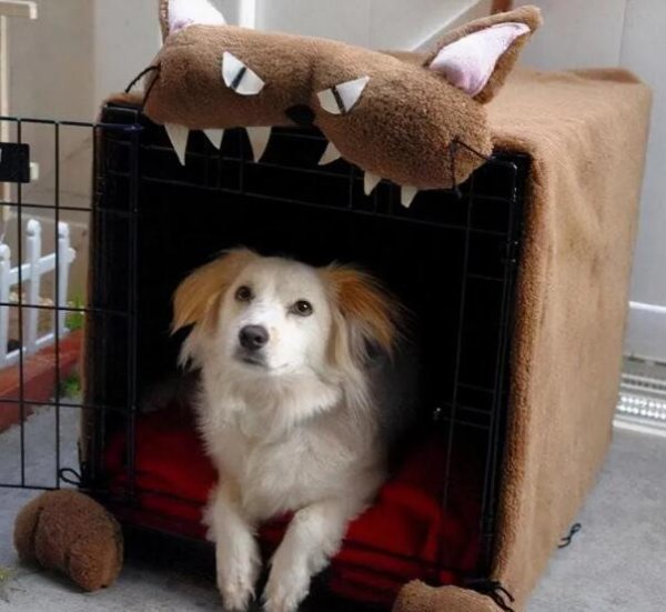 Do dogs like closed kennels?