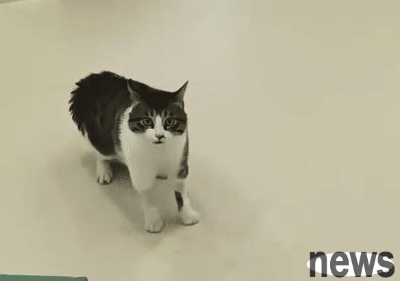 A pet hospital in Beijing rescues stray cats. It curses the nurse all day long, how can it be cursed?