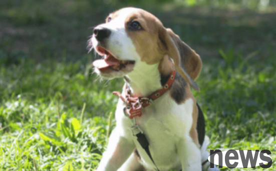 Can dogs drink baby goat milk powder if calcium deficiency is not available? What is the use of feeding goat milk powder if calcium deficiency is not available?