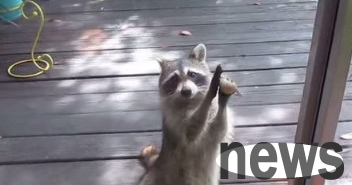 The cat feed that I usually stole was gone, and the raccoon knocked on the door with a stone