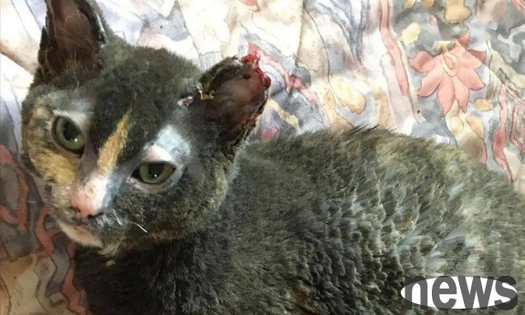 The cat s mother rushed into the fire to save the kitten, her whole body was burned, in return for the saying 