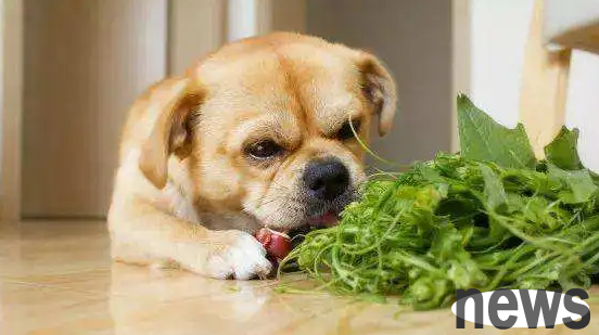 Do dogs also eat vegetables and fruits? In addition to love, there are also these reasons