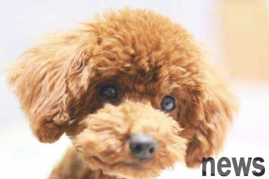 These four behaviors of dogs are to protect their owners, don t be unclear