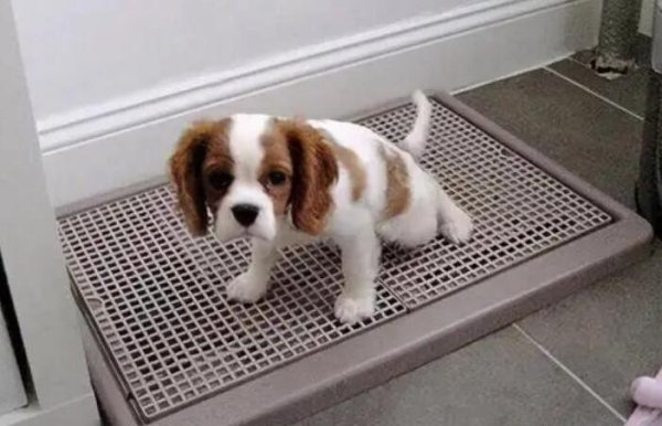 What is the reason why dogs always lie on the bed and go to the toilet?
