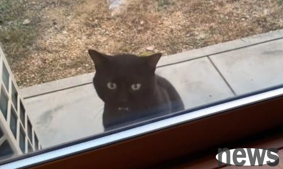 A stray cat who has been hurt has dragged his sick body and asked for help, and worked hard to please the domestic cat in order to take in.