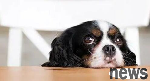 Five major manifestations of dogs being angry. If you can’t stand it, just leave quickly