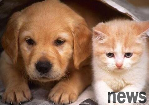 Dogs and cats worship a man? As a 