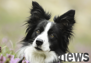 Today s answer: What s wrong with dogs drinking suddenly increasing water?