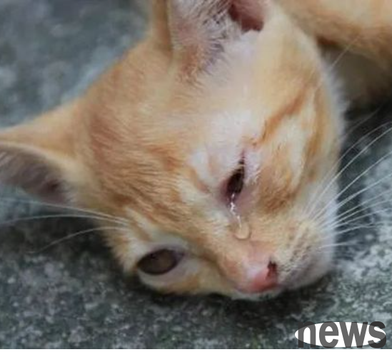 After adopting the cat, the man asked for nude photos and money from the original owner, and he was killed when he was detained. 6 cats