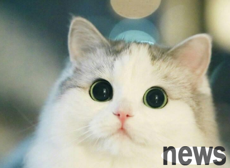 In order to steal dumplings, cats use it to cover their ears and steal bells.