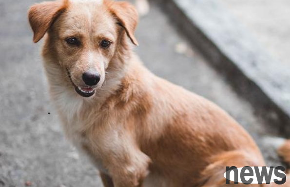 How to judge the dog s physical condition? This article gives you the answer