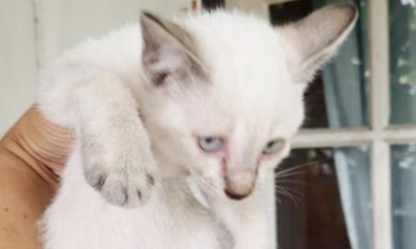 A cat moaned from the bag. After the girl opened it, she found three 