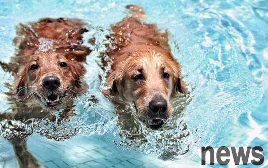 Will dogs get skin diseases if they swim regularly? You can learn about it here ~
