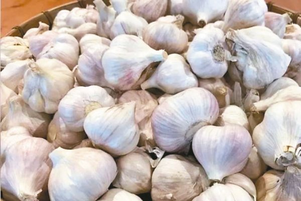 Can garlic be cooled? Food experts explain the differences and techniques of regular temperature and refrigeration storage