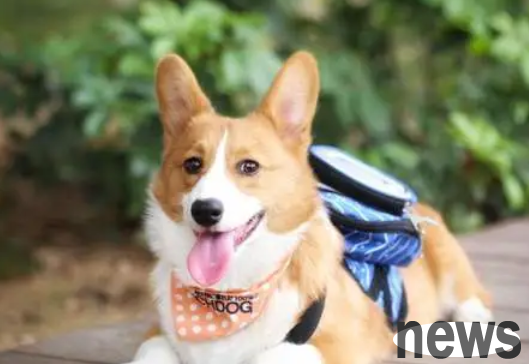 To test your dog’s personality, just look at these points!
