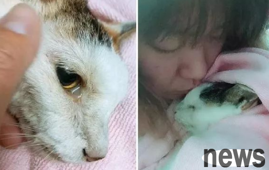Before his death, the old cat was reluctant to let go and tear his hands gently stroked his mother s face: Thank you for your care over the past 22 years!