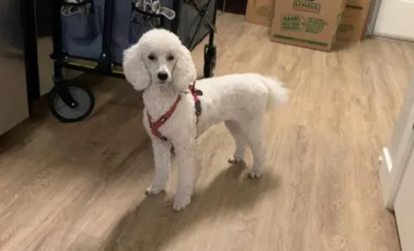 You must not know what to avoid when moving with a dog!