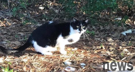 The kitten was kidnapped by humans, and the cat mother ran away angrily! A year later, it came back on its own initiative!