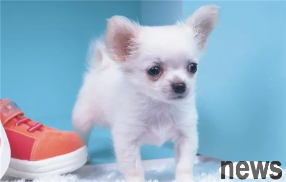 What should I do if a dog who has been urinating randomly after two months of age? This trick teaches it to excrete at a fixed point